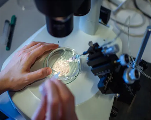 试管婴儿筛选基因利弊_可以借卵子做试管_试管婴儿的宝宝会有健康问题吗？需