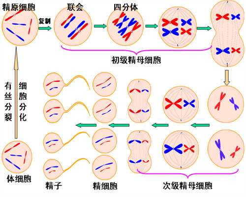 供卵试管血型不一样会排斥吗_试管选择医生是不是很重要_我，安徽医科大学硕