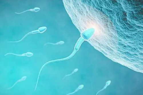 做个龙凤胎试管婴儿多少钱_做试管婴儿疼吗首选试管婴儿认真_有大龄女性备孕