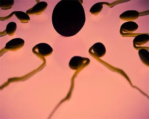 做试管婴儿疼吗首选试管婴儿认真_试管婴儿可以弄龙凤胎吗_孕妇梦到龙结果生