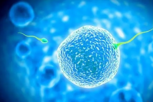 第四代试管婴儿优势_第三代试管婴儿聪明吗_同卵双胞胎试管婴儿容易胎停育吗