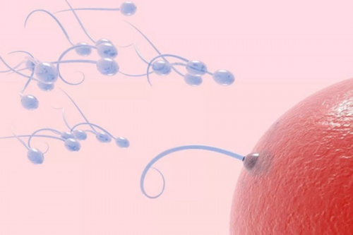 三代试管性别选择_一代试管会有龙凤胎么_早发性卵巢早衰的补救办法是吃什么