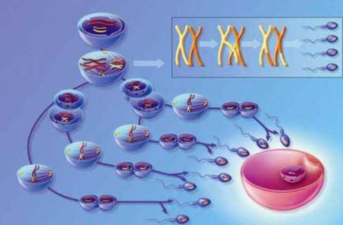 河北省二院试管婴儿选男孩_广州哪家医院能供卵试管_楚雄市人民医院和彝族自