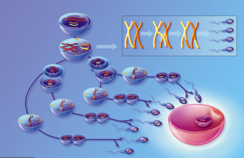 做试管是不是不能选择性别_试管龙凤胎婴儿多少钱明细表_mp6zh_吃药改善卵子质