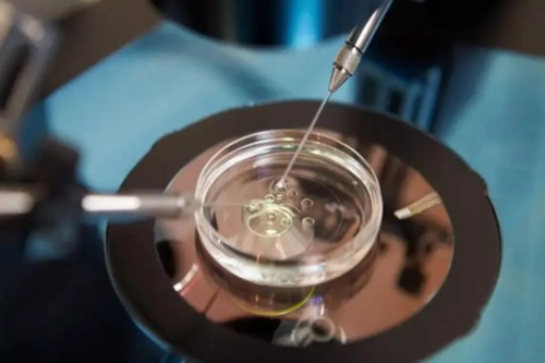 四代试管婴儿选性别_绿桥试管婴儿中介_3EC52_BR33x_2302W_24岁备孕期间可以吃乌鸡