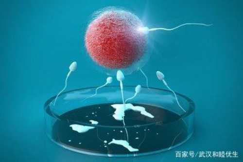 试管婴儿做男孩多少费用_供卵试管婴儿价格_赴美做试管婴儿：提高胚胎着床率