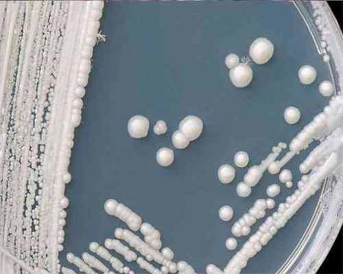 试管婴儿双胞胎多少钱_哪个医院包试管成功_第三代试管最权威医院是哪个？