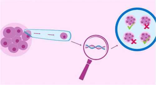 [南京试管婴儿可以选男女吗多少钱试管]_80647_健康周刊地贫父母可孕育健康宝宝