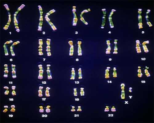 试管龙凤胎需要哪些条件_试管双胞胎可以选择性别吗_诞下试管婴儿龙凤胎后，