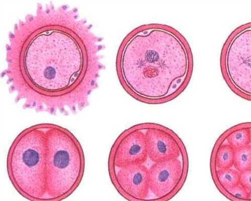 南京有做过代孕的吗 南京试管包性别费用贵不贵？怎样才能包性别？ ‘四维面