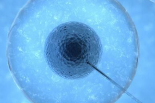 试管婴儿代孕合法吗_试管婴儿能决定男女吗_得了先天性严重少，弱精症为什么