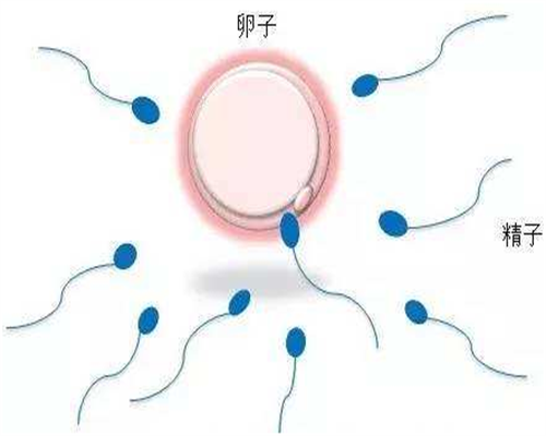 合肥正规的供卵试管医院_第三代试管婴儿可以选择男女吗_什么叫黄体期促排卵
