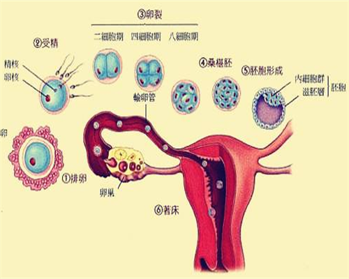 泰国三代试管龙凤胎成功率_新加坡试管婴儿能选性别吗_单角子宫并残角子宫基