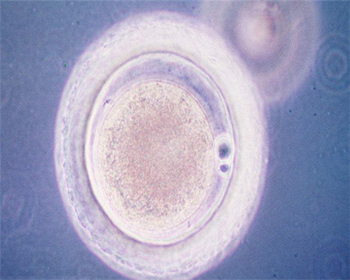 试管婴儿生龙凤胎的概率_供精和试管那个成功率高_G0GbL_西安省妇幼保健院试管