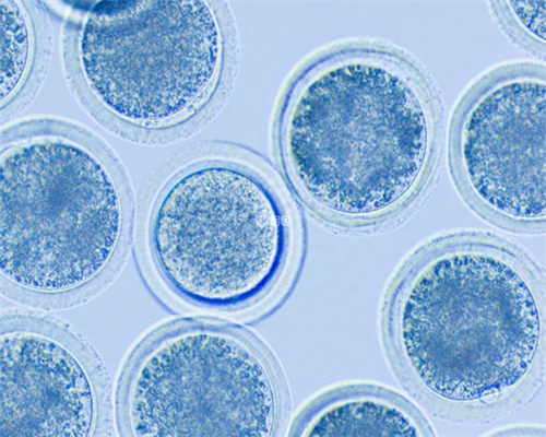 月经期间过后几天是排卵期