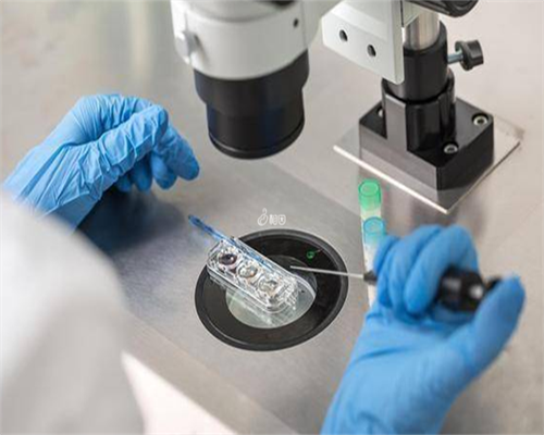 4bc囊胚移植成功率_三代试管可以挑男女_两大健康问题：美国试管婴儿为您保障